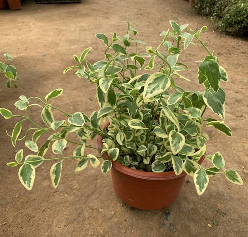 花叶蔓常春藤吊兰垂吊盆栽室内爬藤植物四季开花开紫色花不断