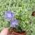 花叶蔓常春藤吊兰垂吊盆栽室内爬藤植物四季开花开紫色花不断