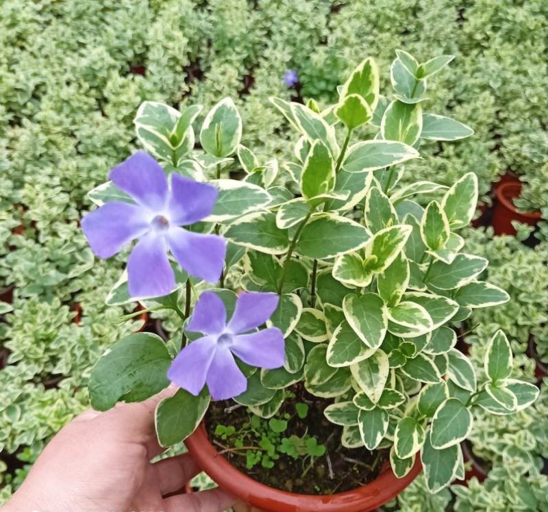 花叶蔓常春藤吊兰垂吊盆栽室内爬藤植物四季开花开紫色花不断