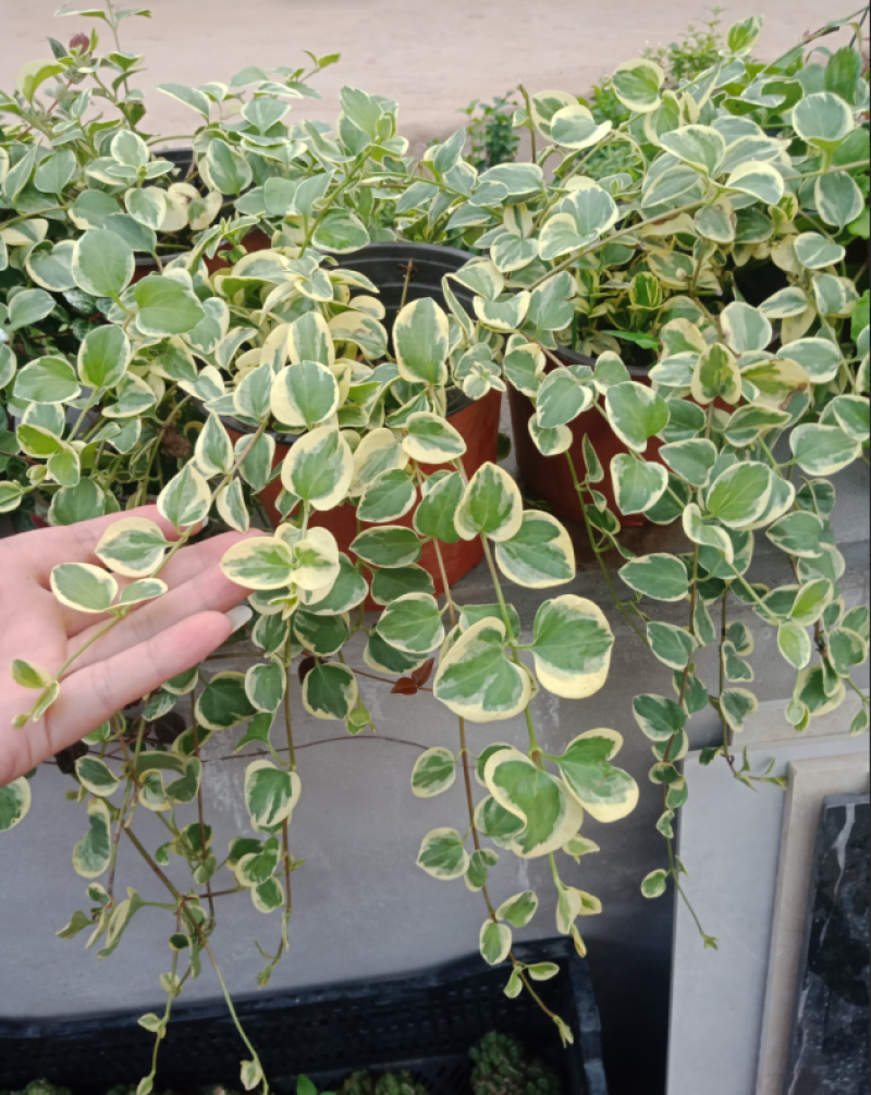 花叶蔓常春藤吊兰垂吊盆栽室内爬藤植物四季开花开紫色花不断