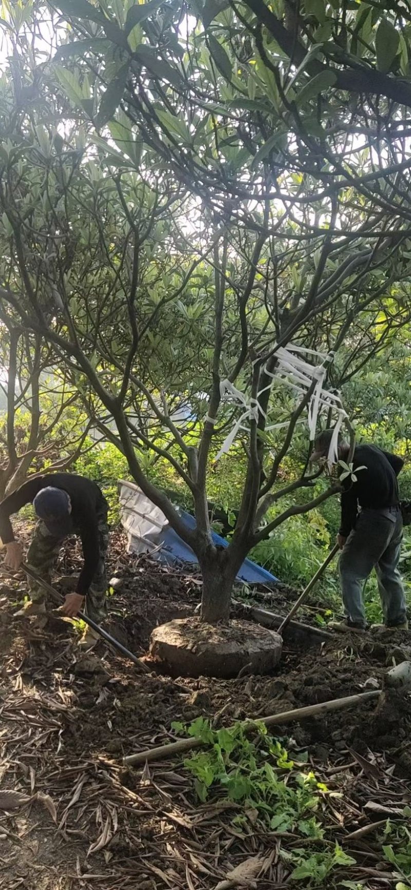 枇杷树.多种规格.