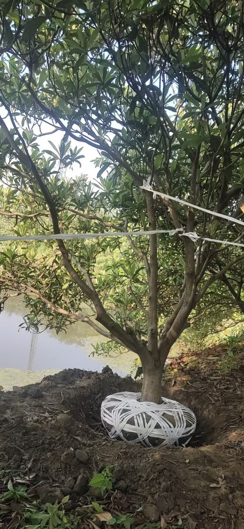 枇杷树.多种规格.