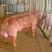 美系杜洛克公猪长白公猪约克公猪公母种猪厂家直供
