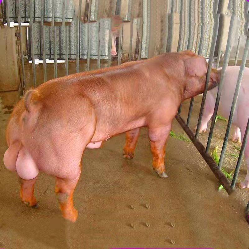 美系杜洛克公猪长白公猪约克公猪公母种猪厂家直供