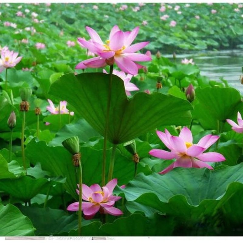 荷花苗盆栽水养莲藕种根苗食用莲藕种藕苗莲花碗莲种水生植物
