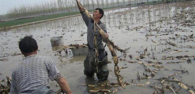 荷花苗盆栽水养莲藕种根苗食用莲藕种藕苗莲花碗莲种水生植物