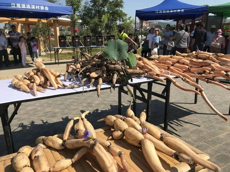 荷花苗盆栽水养莲藕种根苗食用莲藕种藕苗莲花碗莲种水生植物