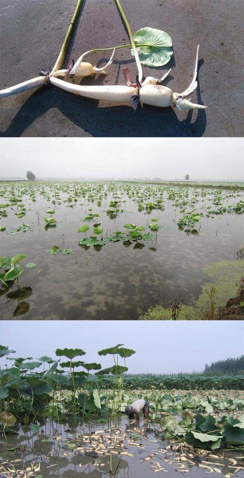 荷花苗盆栽水养莲藕种根苗食用莲藕种藕苗莲花碗莲种水生植物