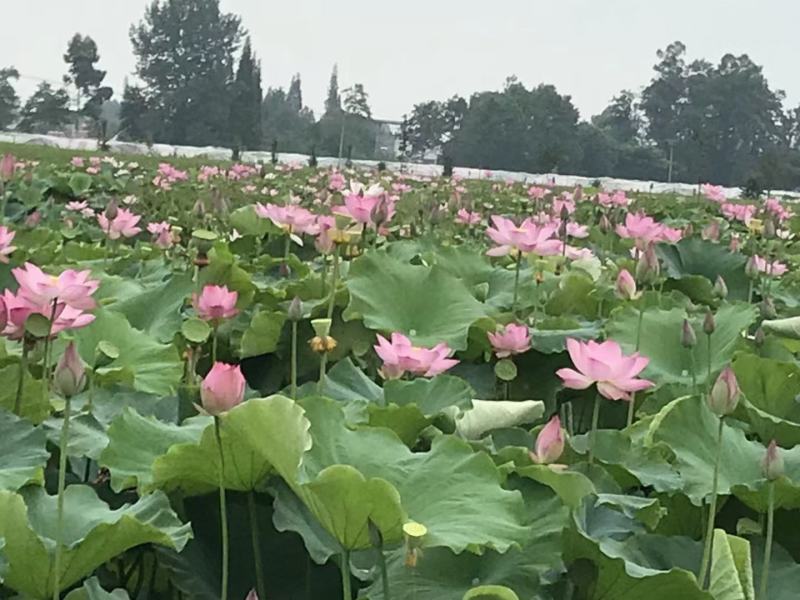 荷花苗盆栽水养莲藕种根苗食用莲藕种藕苗莲花碗莲种水生植物