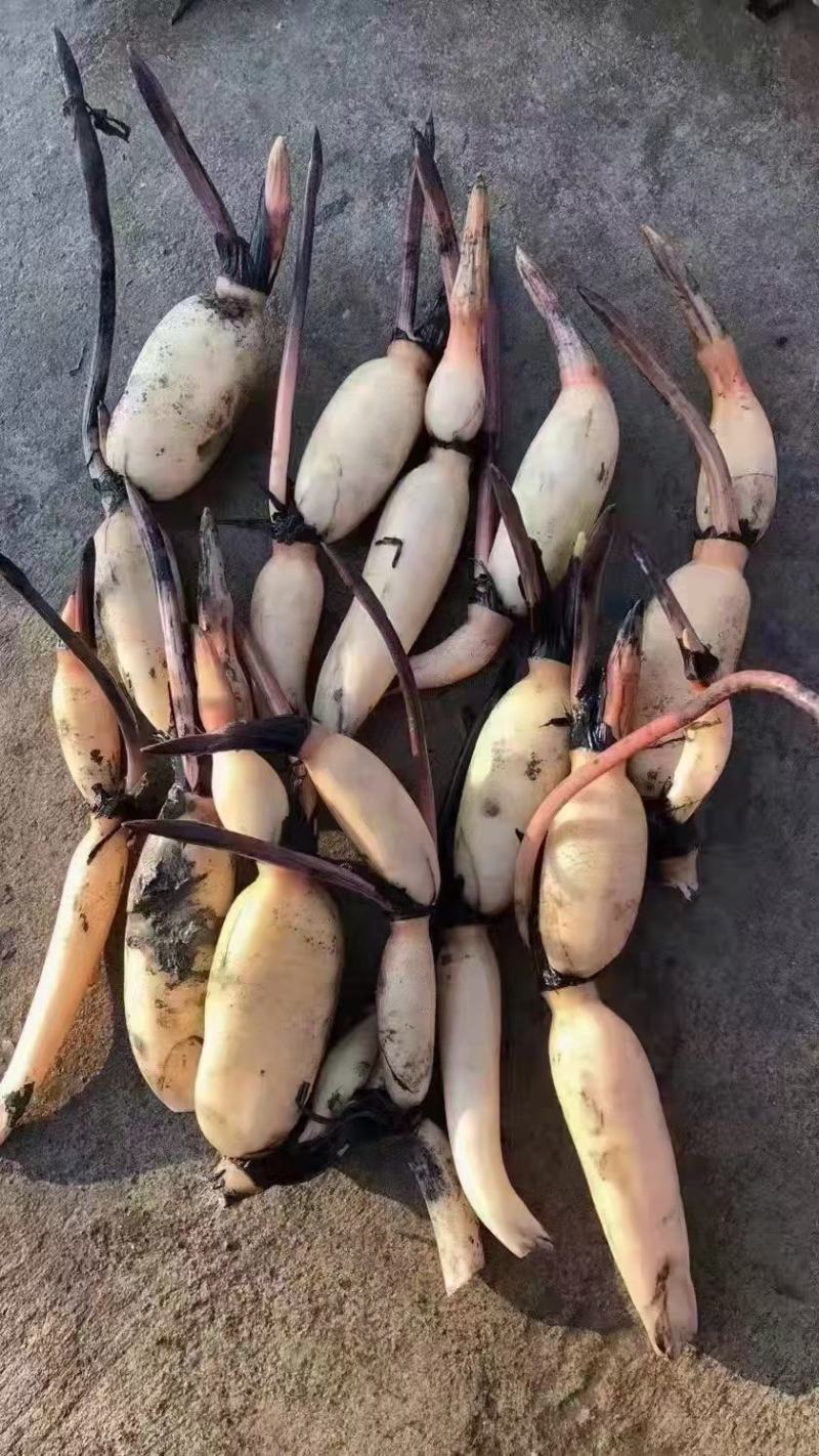荷花苗盆栽水养莲藕种根苗食用莲藕种藕苗莲花碗莲种水生植物