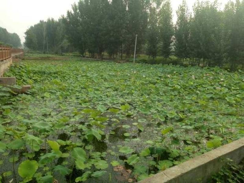 荷花苗盆栽水养莲藕种根苗食用莲藕种藕苗莲花碗莲种水生植物