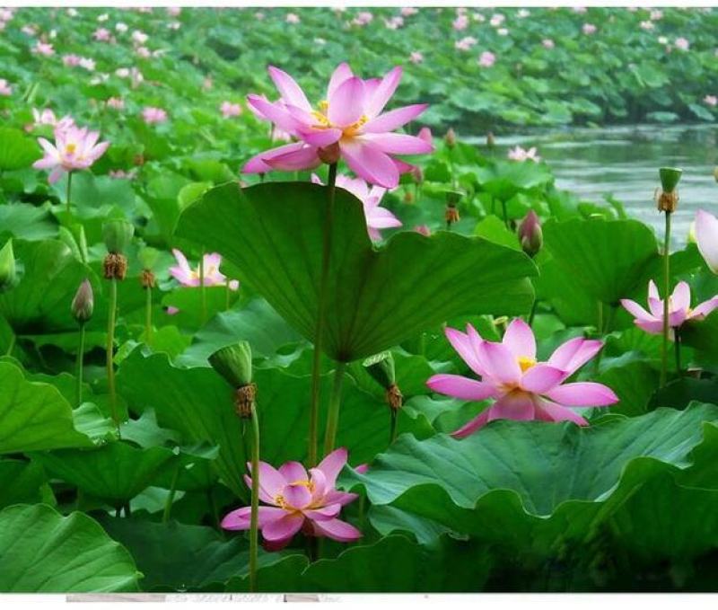 荷花苗盆栽水养莲藕种根苗食用莲藕种藕苗莲花碗莲种水生植物