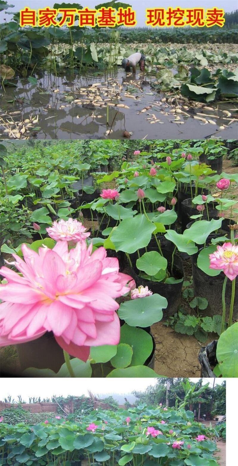 荷花苗盆栽水养莲藕种根苗食用莲藕种藕苗莲花碗莲种水生植物