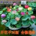 荷花苗盆栽水养莲藕种根苗食用莲藕种藕苗莲花碗莲种水生植物