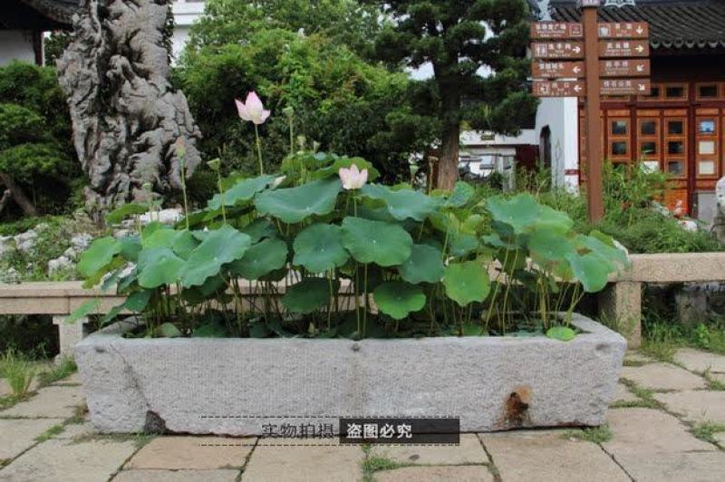荷花苗盆栽水养莲藕种根苗食用莲藕种藕苗莲花碗莲种水生植物