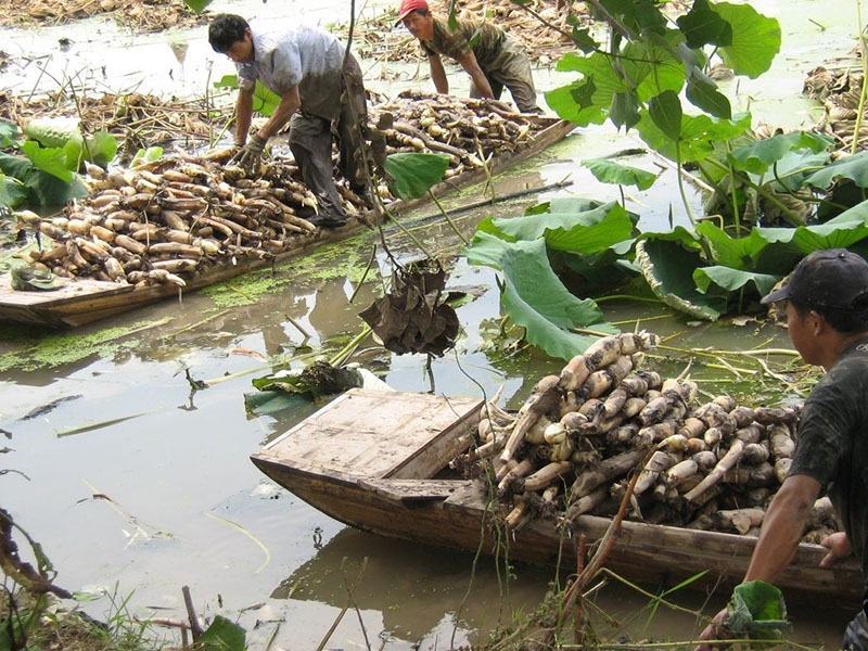 荷花苗盆栽水养莲藕种根苗食用莲藕种藕苗莲花碗莲种水生植物