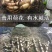 荷花苗盆栽水养莲藕种根苗食用莲藕种藕苗莲花碗莲种水生植物
