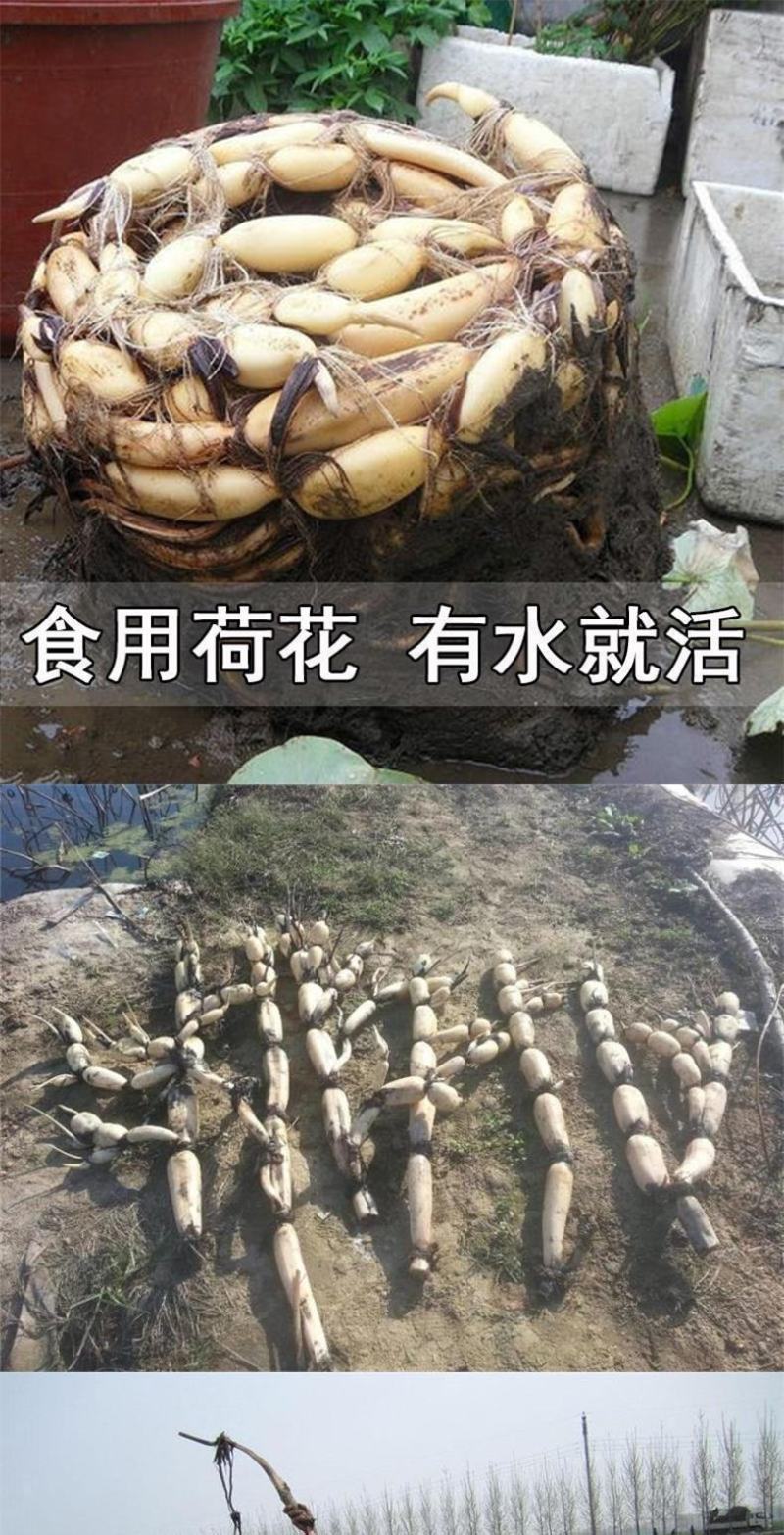 荷花苗盆栽水养莲藕种根苗食用莲藕种藕苗莲花碗莲种水生植物