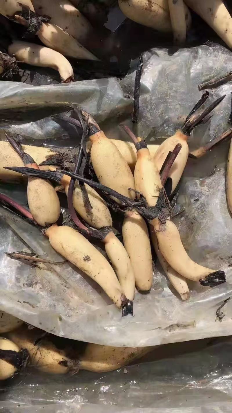荷花苗盆栽水养莲藕种根苗食用莲藕种藕苗莲花碗莲种水生植物