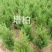 塔柏苗四季常青园林绿化工程苗