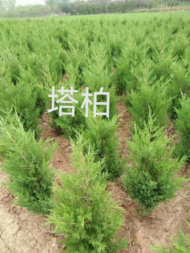 塔柏苗四季常青园林绿化工程苗