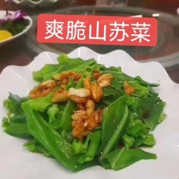 出售：山苏菜，山苏苗，野莲长年供货，欢迎长期合作。