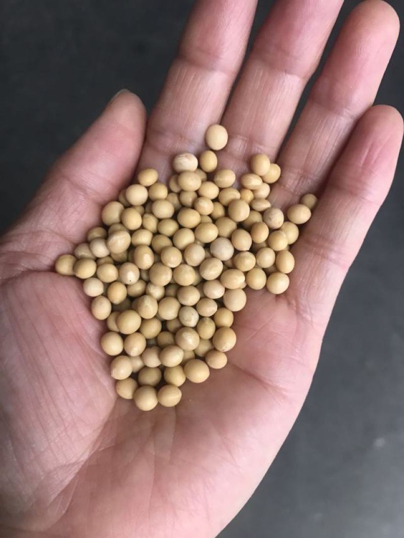 芽豆小粒中粒黄豆芽菜豆生豆芽专用豆子黄芽豆