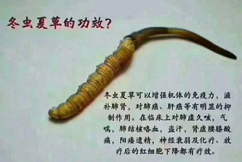 虫草高原冬虫夏草名贵的中草药之一生长在海拔四千多米