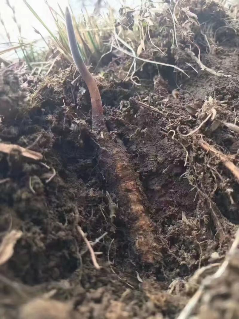 虫草高原冬虫夏草名贵的中草药之一生长在海拔四千多米