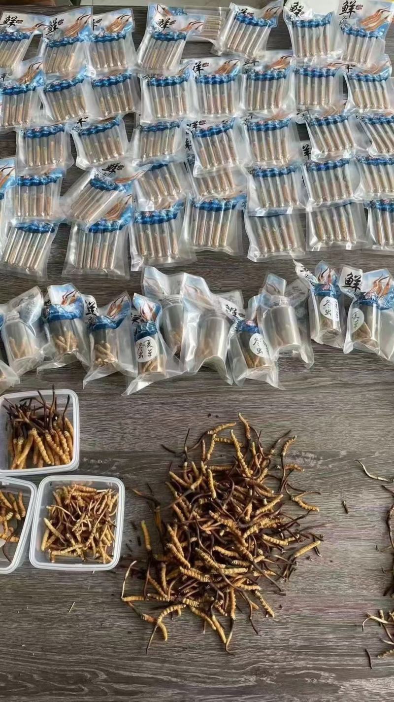 虫草高原冬虫夏草名贵的中草药之一生长在海拔四千多米