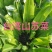 出售：山苏菜，山苏苗，野莲长年供货，欢迎长期合作。