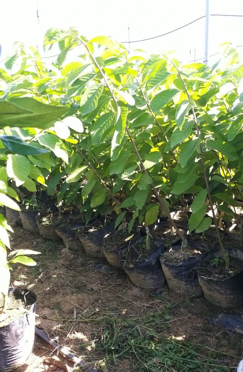 黄晶果苗大个头效益较高新品种单果重达一斤多