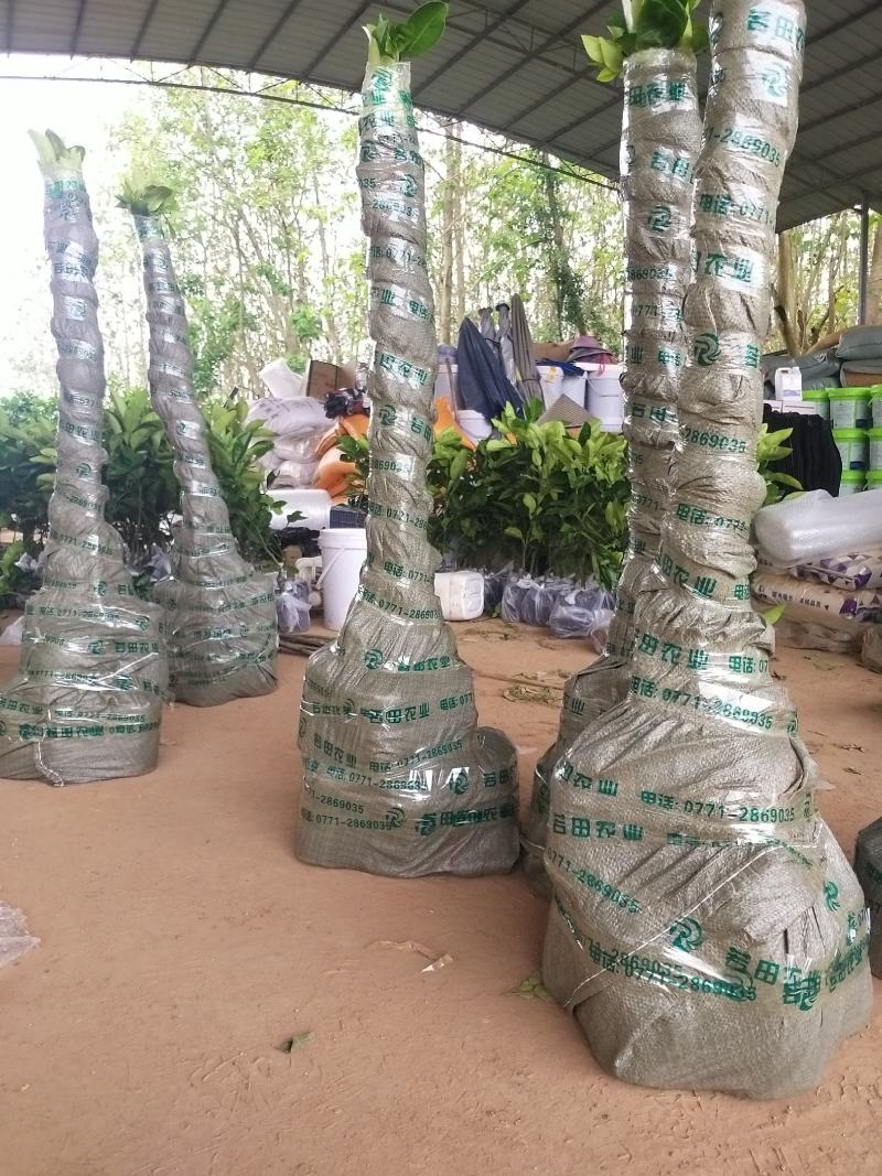黄晶果苗大个头效益较高新品种单果重达一斤多