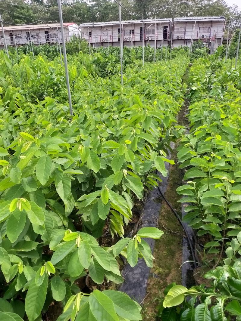 黄晶果苗大个头效益较高新品种单果重达一斤多