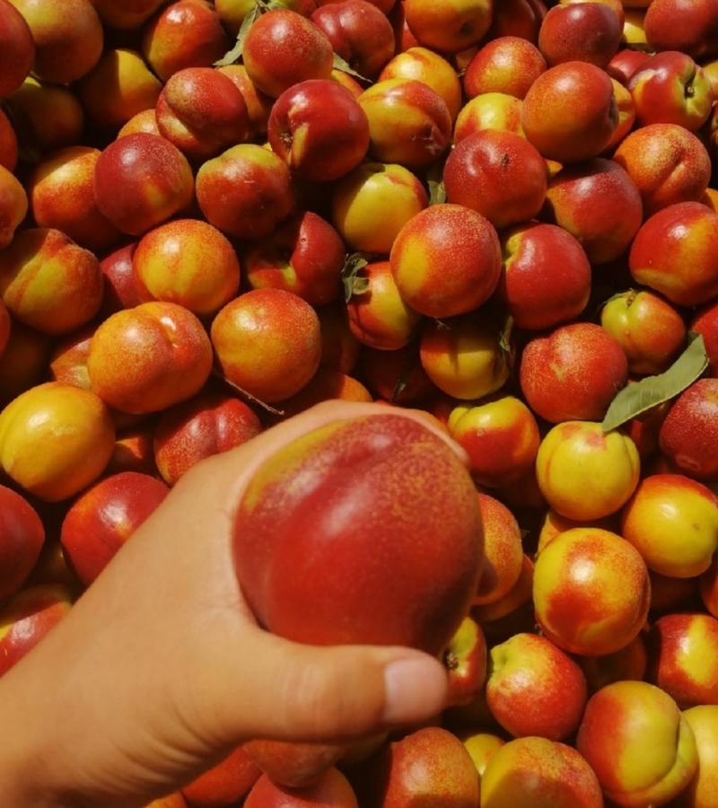 【诚信商家】中油油桃金雷油桃518油桃各种毛桃品种齐