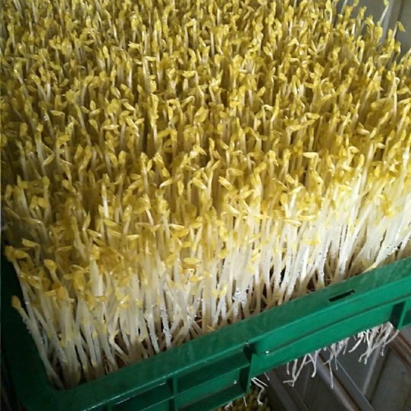 碗豆苗，黄金碗豆苗，脆嫩黄金芽