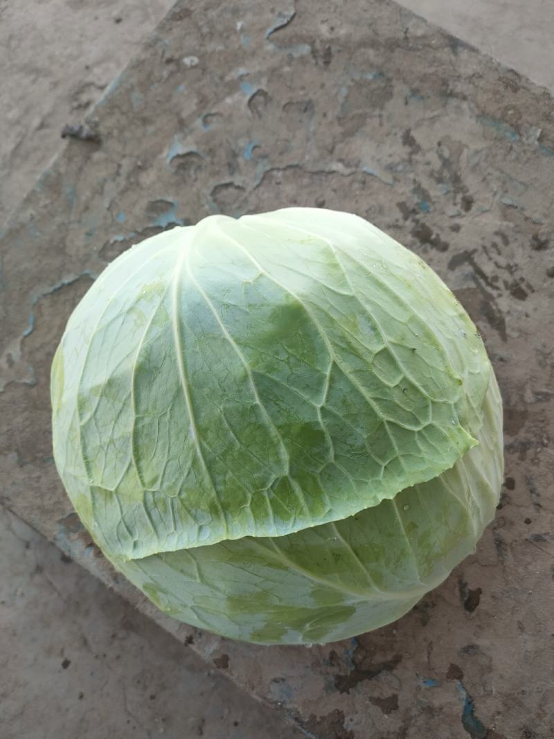 包菜