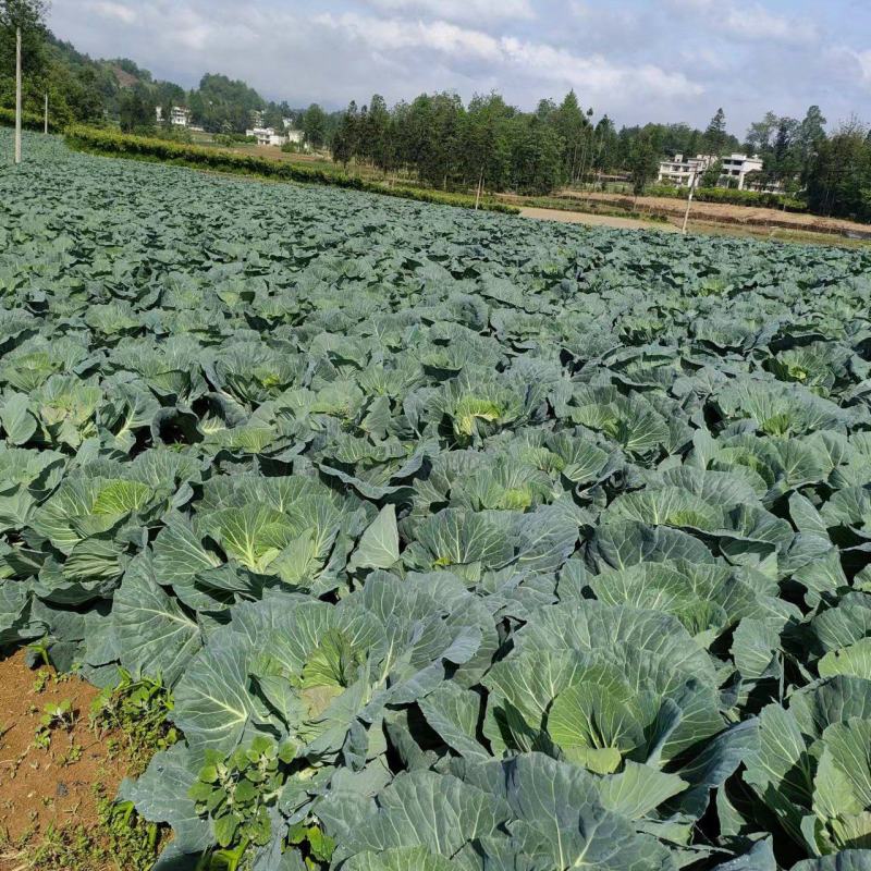 湖北恩施利川高山蔬菜预约