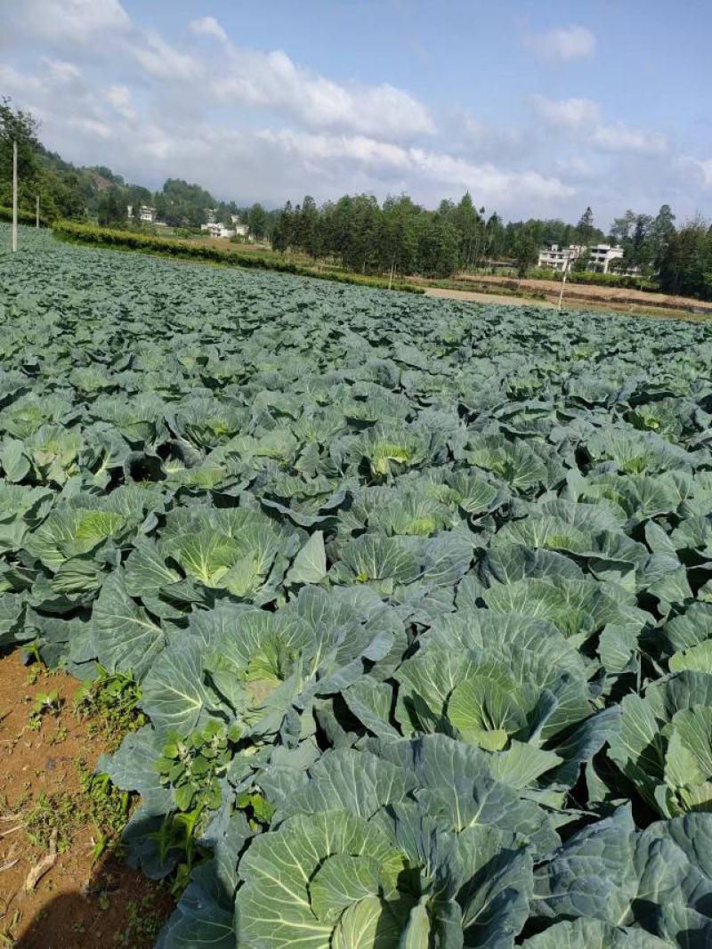 湖北恩施利川高山蔬菜预约