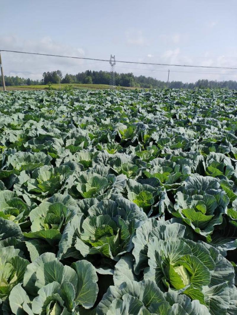 湖北恩施利川高山蔬菜预约