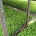 香椿，
