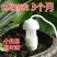 浇花神器假期出差自动浇水器家用滴灌浇花器滴水器盆栽渗水器