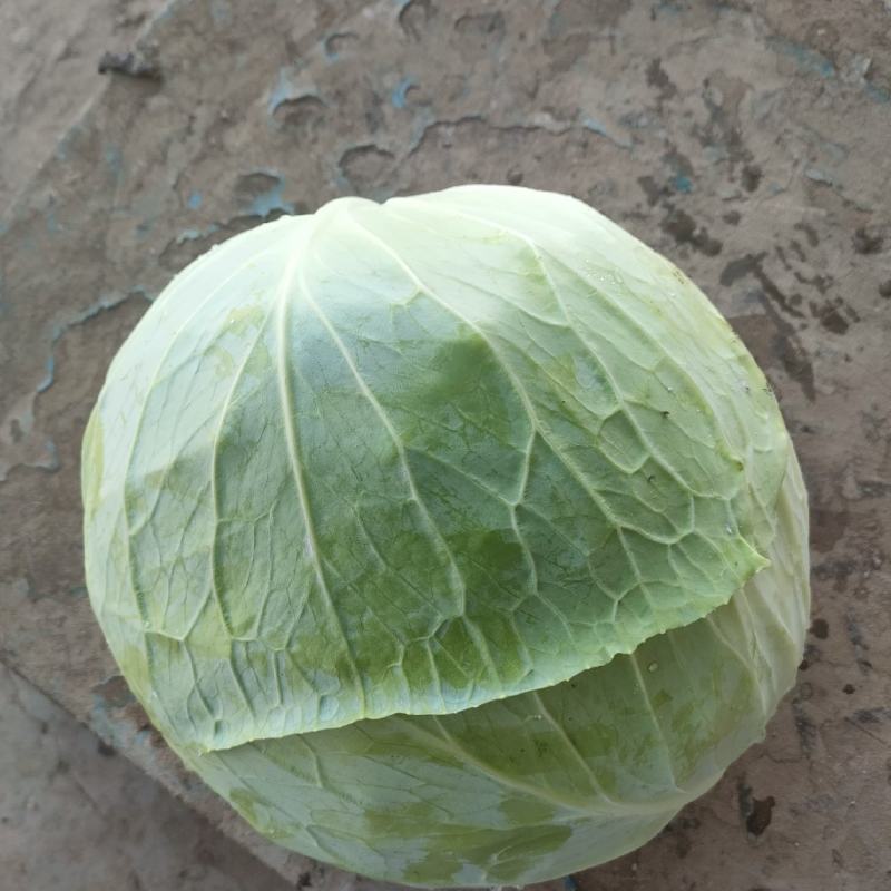 包菜