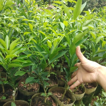 土柠檬杯苗
