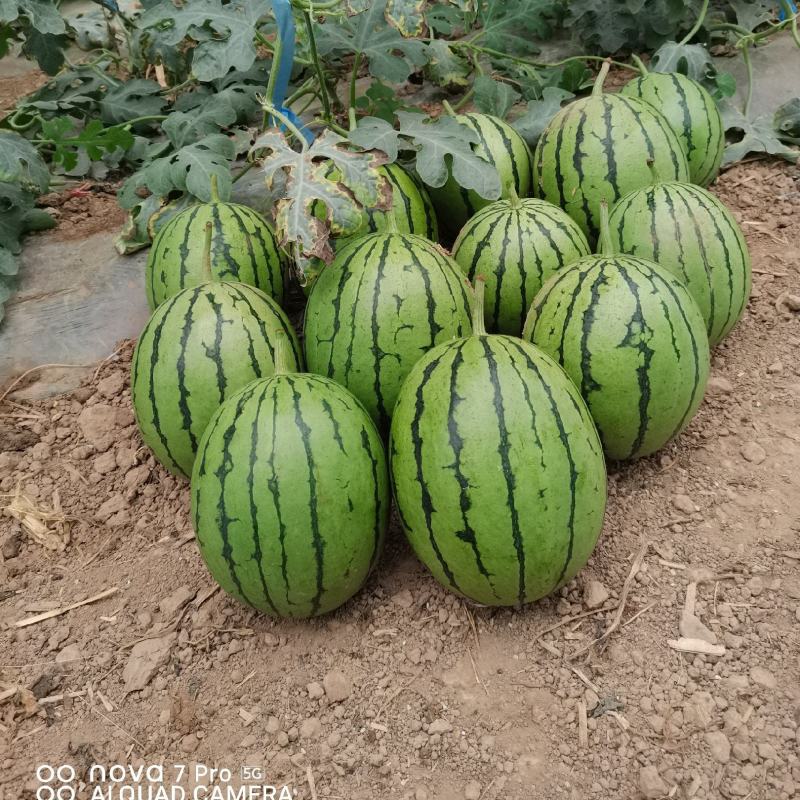 甜王西瓜大量上市啦欢迎老板咨询选购量大优惠