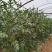 甜王西瓜大量上市啦欢迎老板咨询选购量大优惠