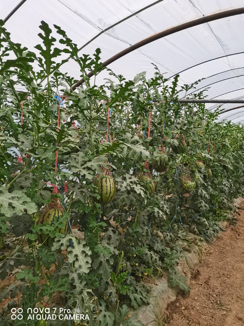 甜王西瓜大量上市啦欢迎老板咨询选购量大优惠