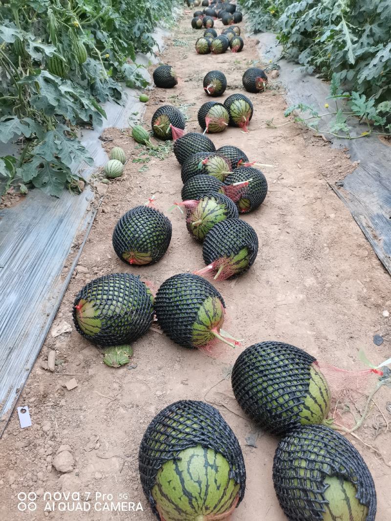 甜王西瓜大量上市啦欢迎老板咨询选购量大优惠