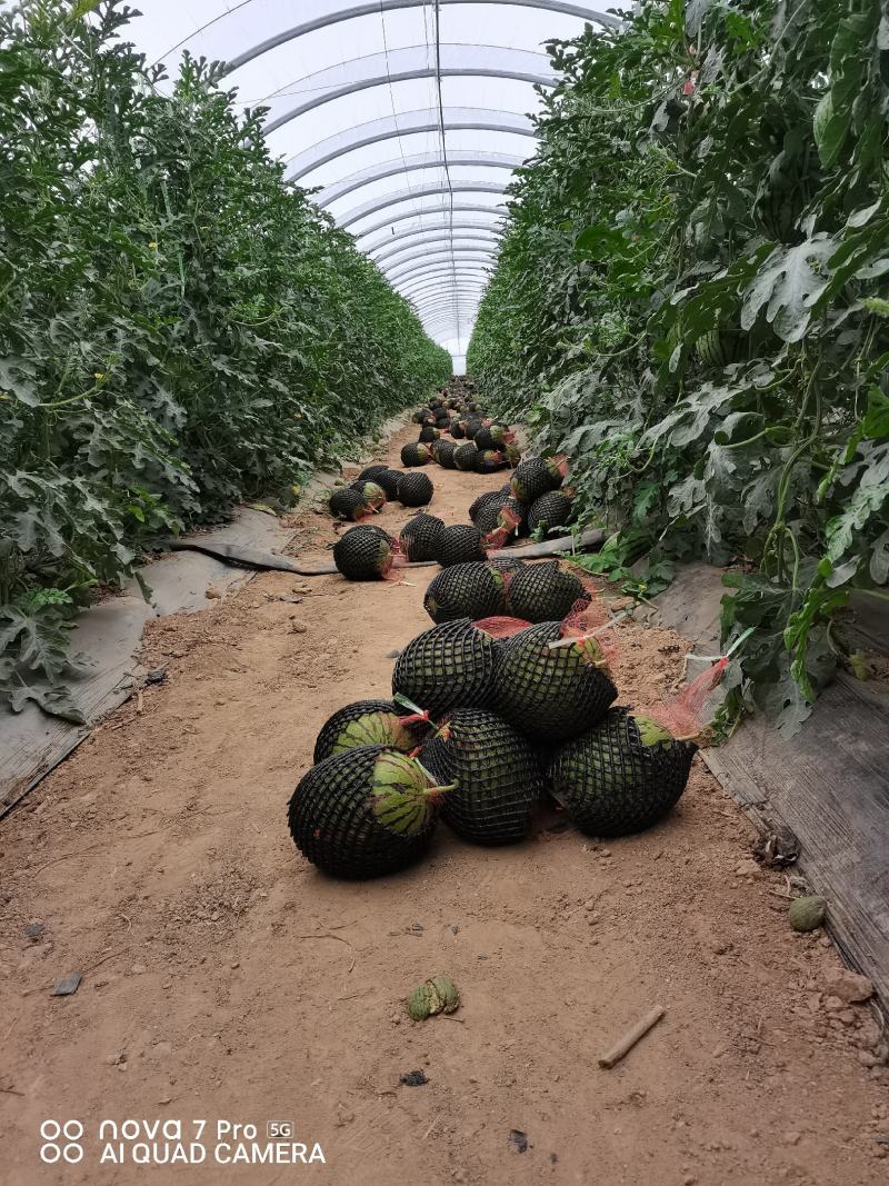 甜王西瓜大量上市啦欢迎老板咨询选购量大优惠