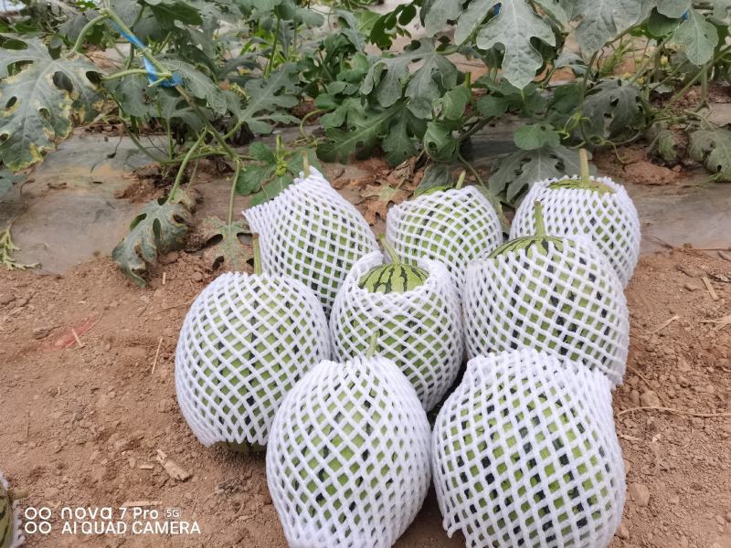 甜王西瓜大量上市啦欢迎老板咨询选购量大优惠